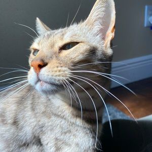 I love cats and I’m super friendly